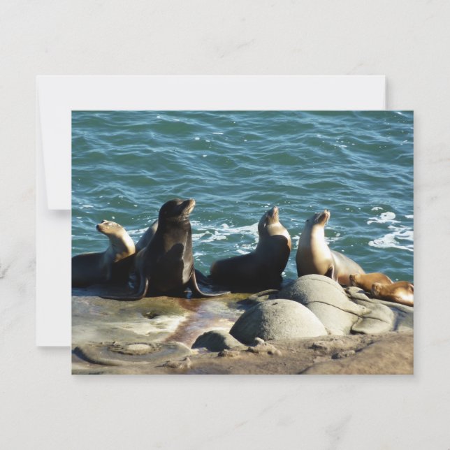 Carte Lions de la mer de San Diego (Devant)