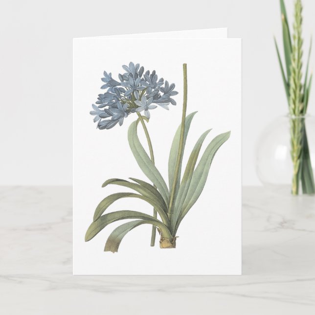 Carte lis africain bleu (Agapanthus) par Redouté (Devant)
