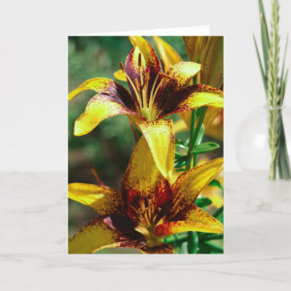 Carte lis des champs