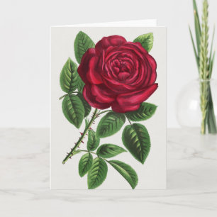 Carte Lithographie de rose antique, François-Frédéric Gr