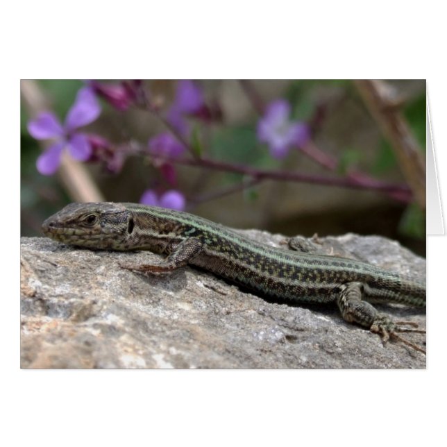 Carte Lizard (Devant horizontal)