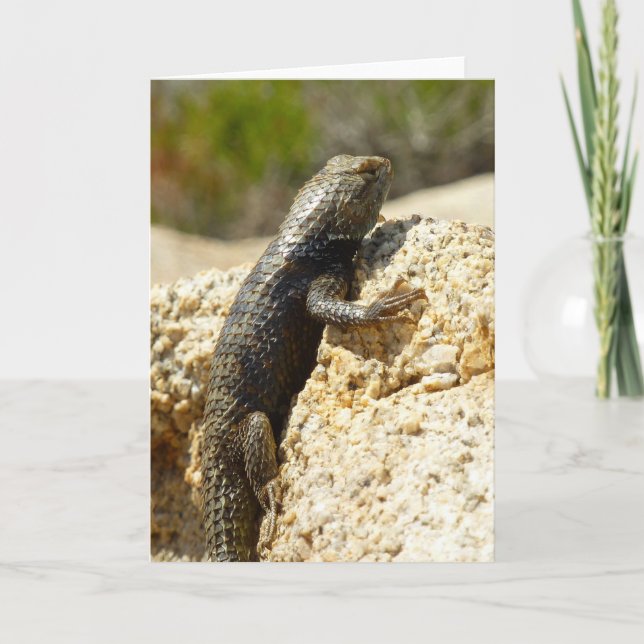 Carte Lizard d'épinette à dos jaune à Joshua Tree (Devant)