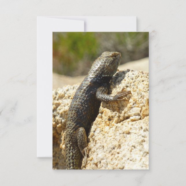 Carte Lizard d'épinette à dos jaune à Joshua Tree (Devant)