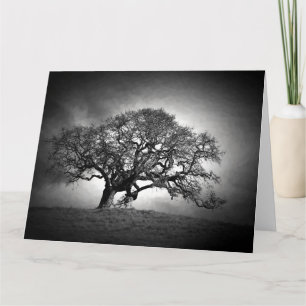 CARTE LOAN OAK TREE