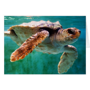 Carte Loggerhead #2