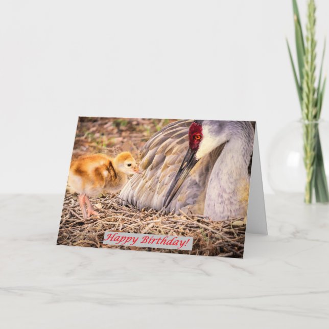 Carte L'oiseau de bébé de Sandhill veut l'attention (Devant)