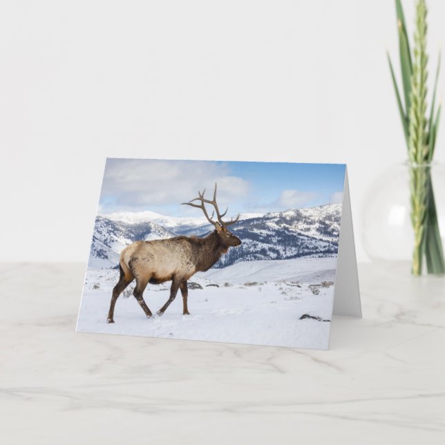 Carte Lone Bull Elk | Parc national de Yellowstone (Devant)