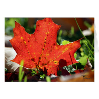 Carte Lonely Rouge (5.0)