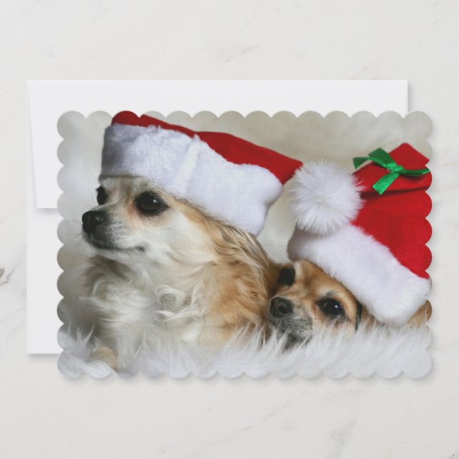 Carte Longhair chihuahuas (Devant)