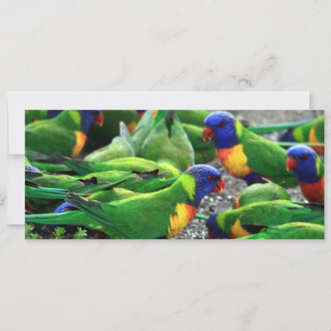 Carte Lorikees arc-en-ciel australiens (Devant)