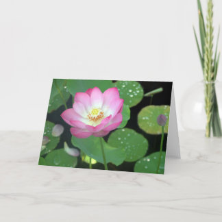 Carte Lotus Beauty