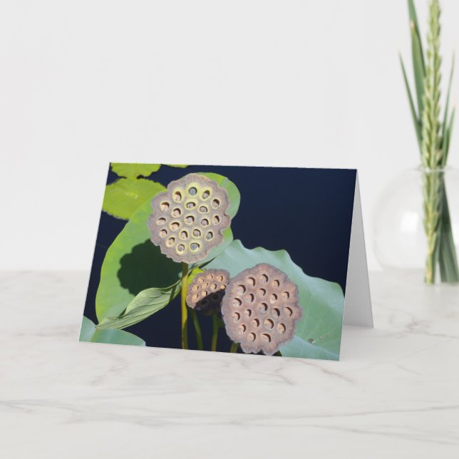 Carte Lotus Pods (Devant)