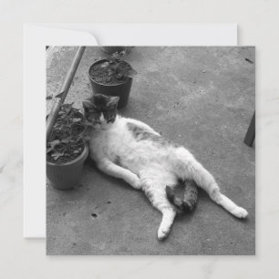 Carte Lounging drôle de chat noir et blanc