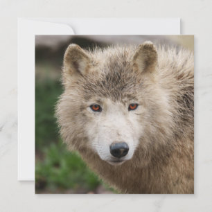 Carte Loup blanc boueux