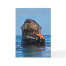 Loutre de mer de Californie Poisson étoilé