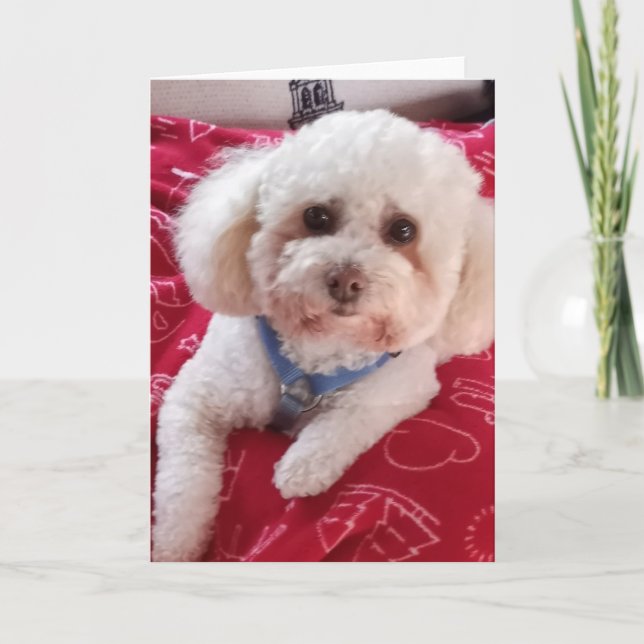 Carte Love My Poodle Greeting Card (Devant)
