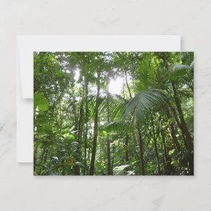 Carte Lumière du soleil à travers la canopée de la forêt