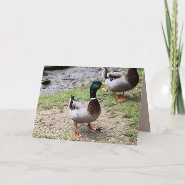 Carte M. Duck (Devant)