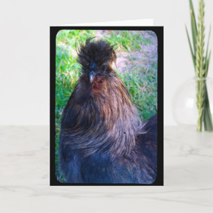 Carte M. Fluffy le coq Silkie