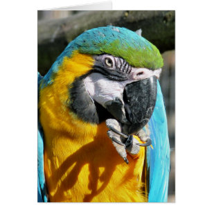 Carte MACAW