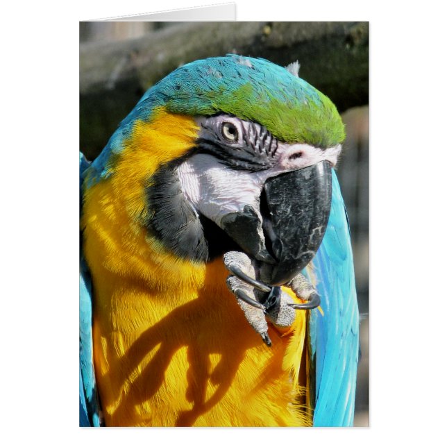 Carte MACAW (Devant)