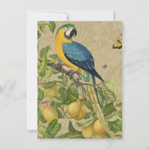 Carte Macaw Blue Jaune Tropical Jungle Antique