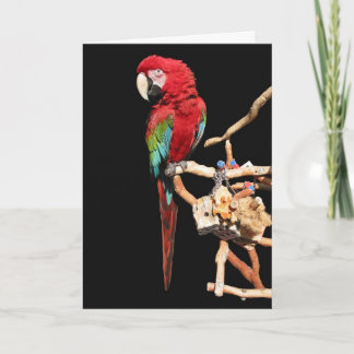 Carte Macaw rouge pour toutes les occasions