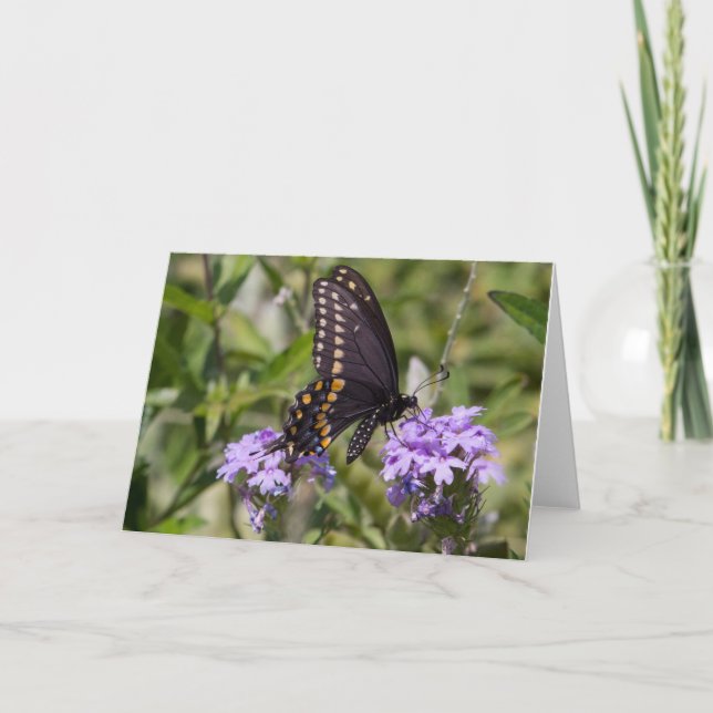 Carte Machaon sur la verveine de prairie (Devant)