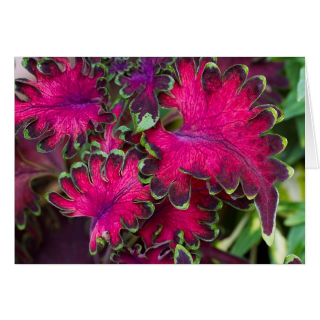Carte Macro Coleus (Devant horizontal)