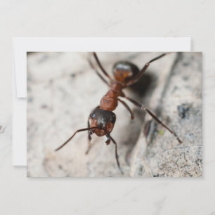 Carte Macro de fourmi rouge