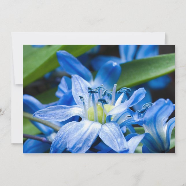 Carte Macro de la fleur de neige bleue (Devant)