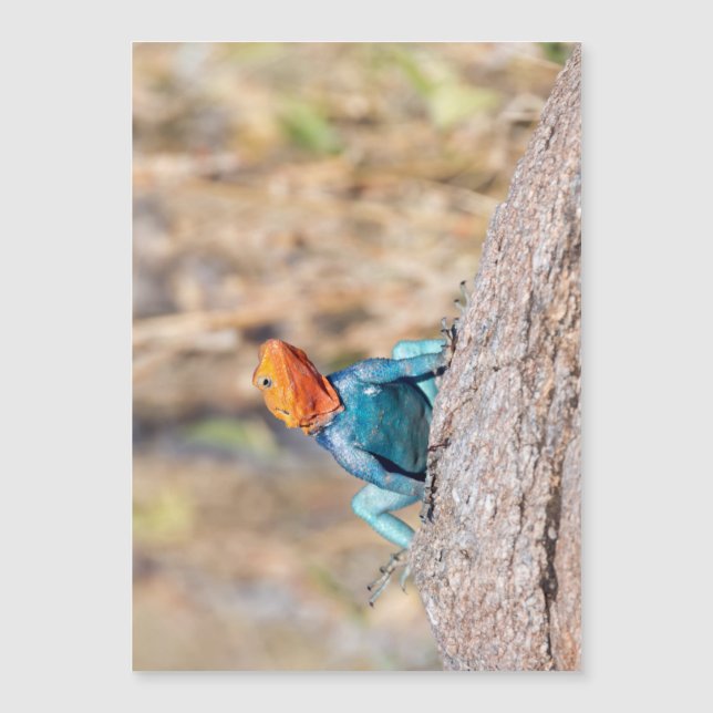 Carte Magnétique Agama commun (Devant)