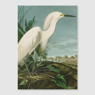 Carte Magnétique Aigrette neigeuse d'Audubon oiseau de rivage