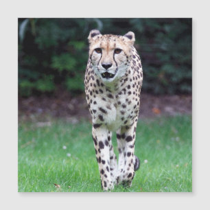 Carte Magnétique Aqua_Cheetah_20180103