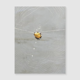 Carte Magnétique Araignée