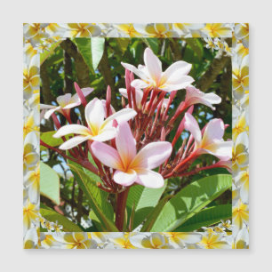 Carte Magnétique Arbre Frangipani Rose Au Bord Frangipani Jaune.