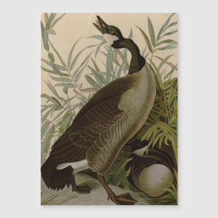 Carte Magnétique Audubon Canada Oies Oiseaux sauvages