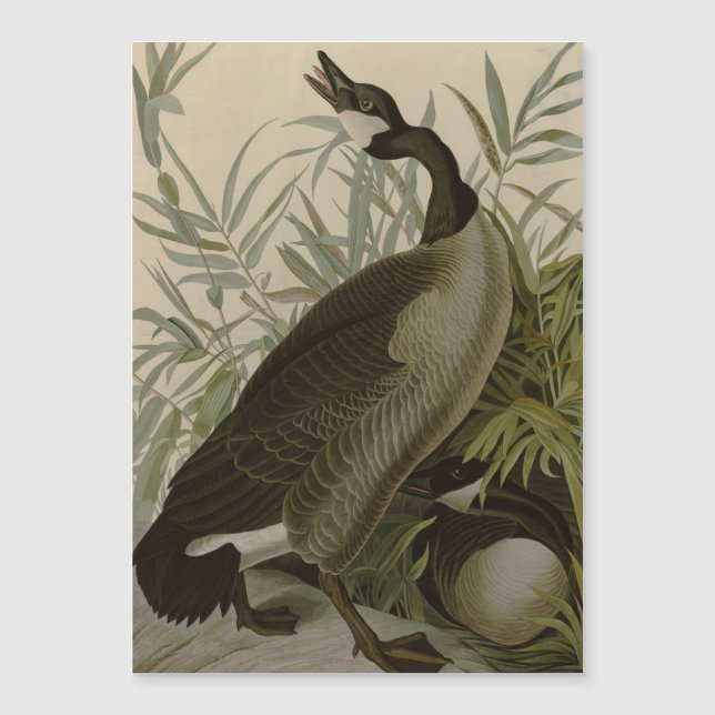 Carte Magnétique Audubon Canada Oies Oiseaux sauvages (Devant)
