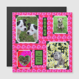 Carte Magnétique Baisers Roses Roses Avec Taureau De Staffordshire