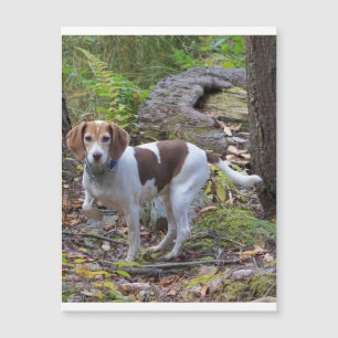Carte Magnétique beagle dans les bois.png
