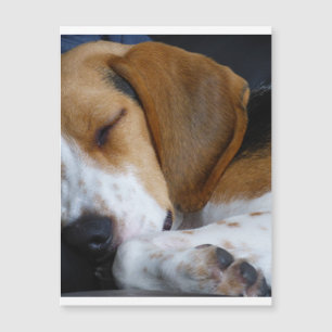 Carte Magnétique beagle endormi.png