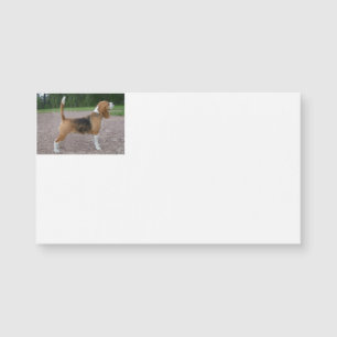 Carte Magnétique beagle plein 2.png