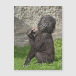 Carte Magnétique Bébé mignon Gorilla
