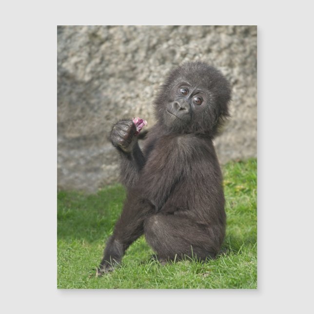 Carte Magnétique Bébé mignon Gorilla (Devant)