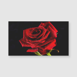 Carte Magnétique Belle rose rouge