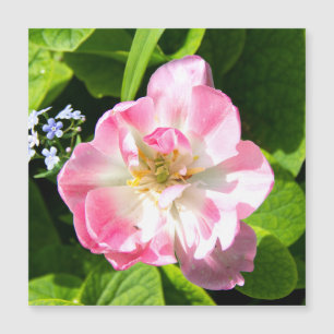 Carte Magnétique Belle tulipe rose
