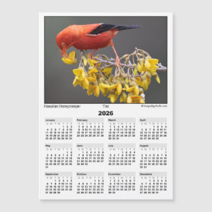 Carte Magnétique Calendrier magnétique 5x7 2026 Iiwi Oiseau Hawaïen