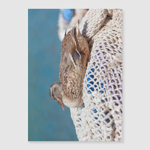 Carte Magnétique Canard de repos