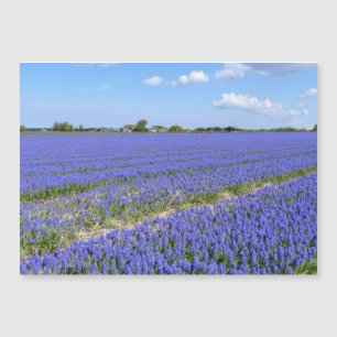 Carte Magnétique Champ de Hyacinthes