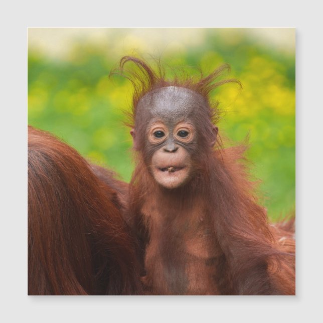 Carte Magnétique Charme bizarre d'un bébé orangoutan (Devant)